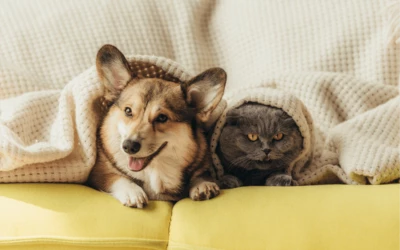 Can Landlords Refuse Pets NSW?