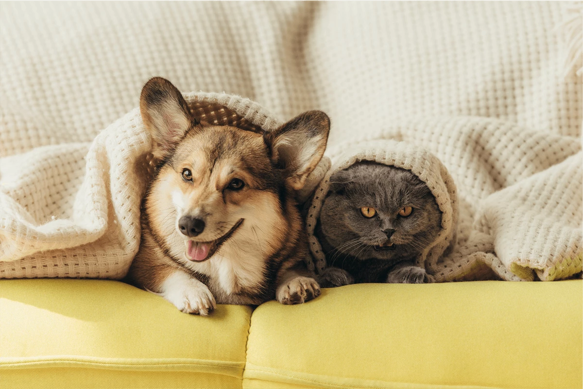 Can Landlords Refuse Pets NSW?